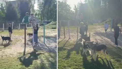 Безпритульні собаки на території ліцею на Рівненщині: що кажуть батьки та влада