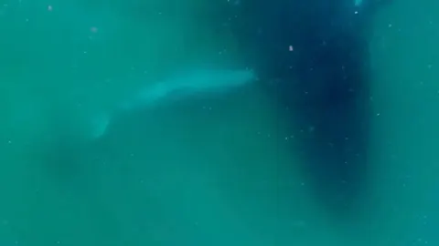 Вперше на відео: самка горбатого кита 90 хвилин не відпливала від мертвого дитин