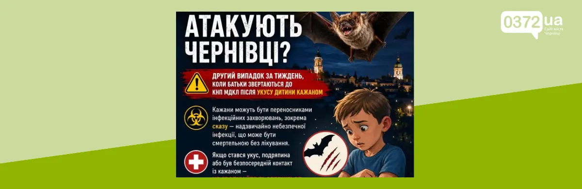 У Чернівцях кажан вкусив дитину: що робити батькам