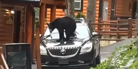 Ведмеді намагалися залізти в авто крізь люк: чим усе закінчилося