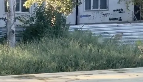 Амброзія під вікнами лікарні: чому дітям стає гірше та що робити батькам