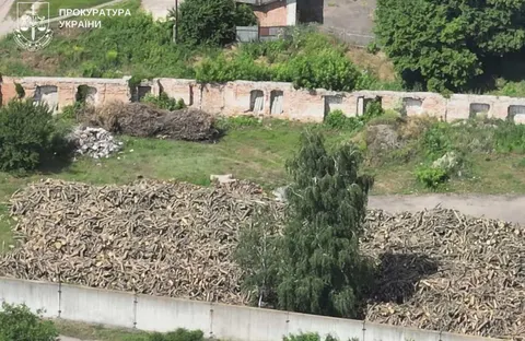 На Полтавщині батько і син вирубали 150 дубів: як не стати частиною схеми