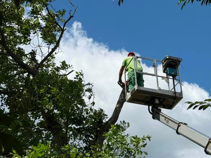 У Чернівцях гілка впала на майданчик у дитсадку: аварійне дерево зрізали