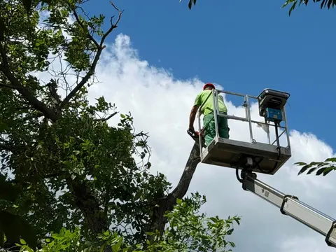 У Чернівцях гілка впала на майданчик у дитсадку: аварійне дерево зрізали